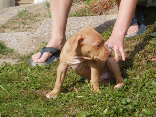 Abu (red nose) & mladiči - foto povečava