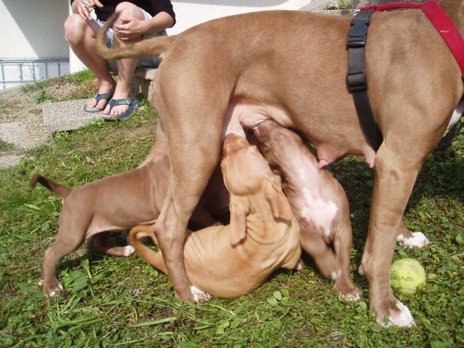 Abu (red nose) & mladiči - foto povečava