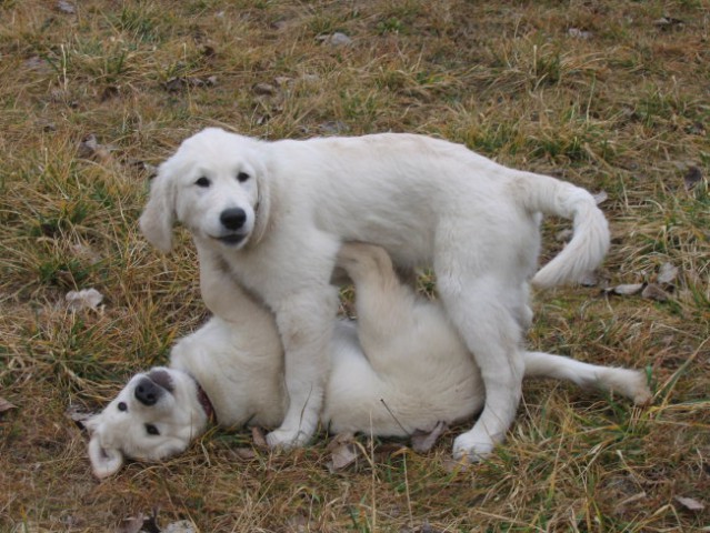 Khm khm... Cosmo pa Didi počneta neki pač:)