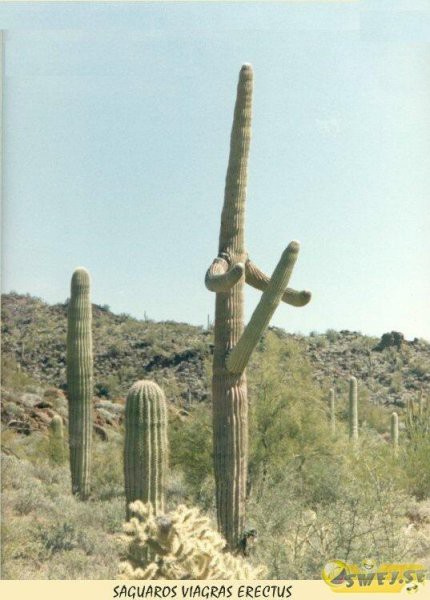 Kak lepe kaktus