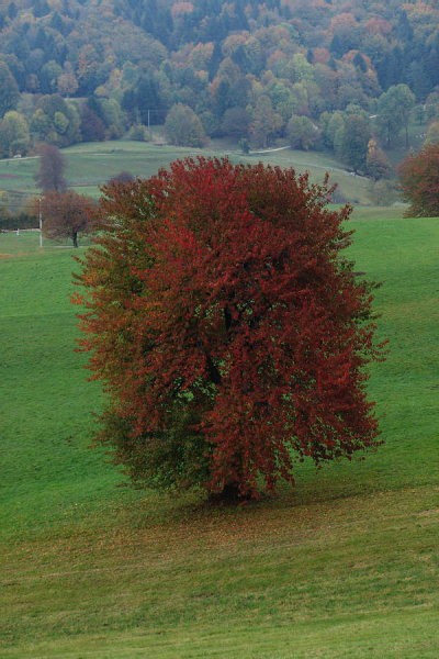 Rdečka na banjšicah