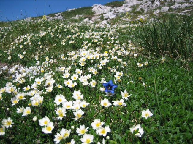 Tolminski migavec - Tolminski kuk - foto povečava