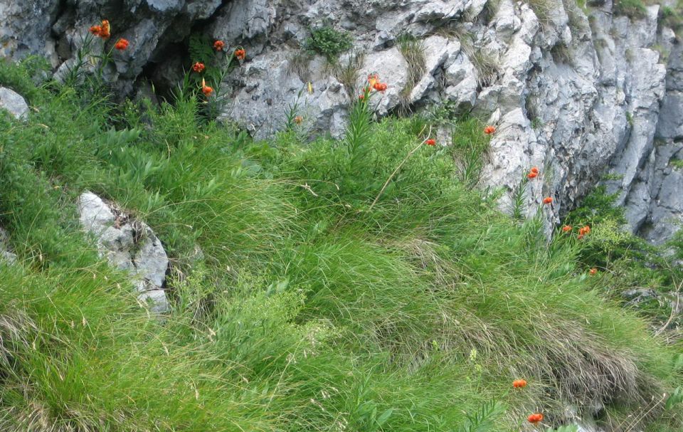 Tolminski Migavec, Kuk, Planina Razor - foto povečava