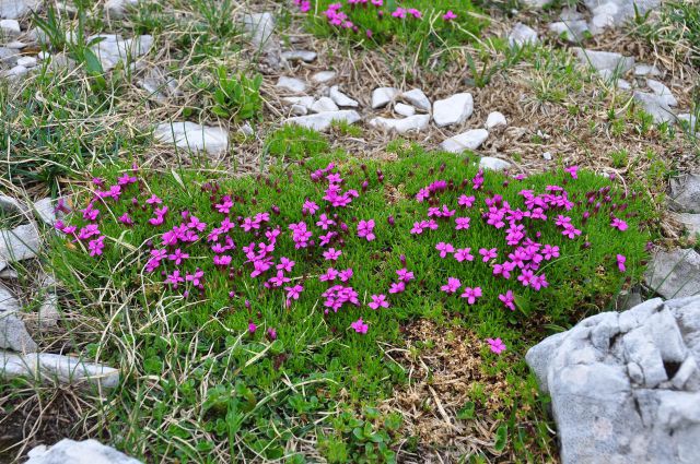 Tolminski Migavec, Kuk, Planina Razor - foto