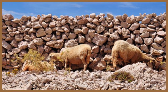 Ovce ob zidu