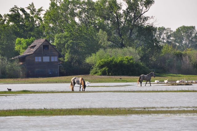 Izliv reke Soče - Isola Della cona - foto