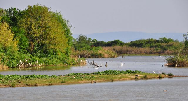 Izliv reke Soče - Isola Della cona - foto