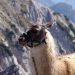 lama