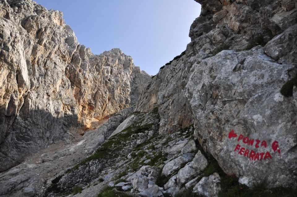 Visoka rateška ponca - foto povečava