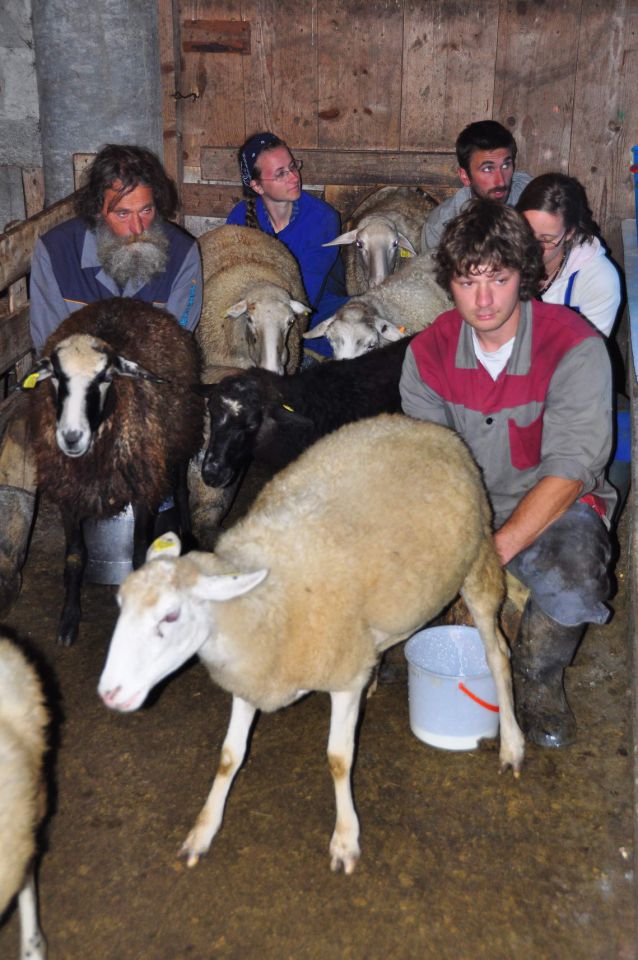 Od pastirja do sira na Mangrtski planini - foto povečava