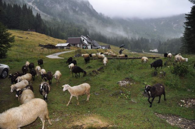 Od pastirja do sira na Mangrtski planini - foto