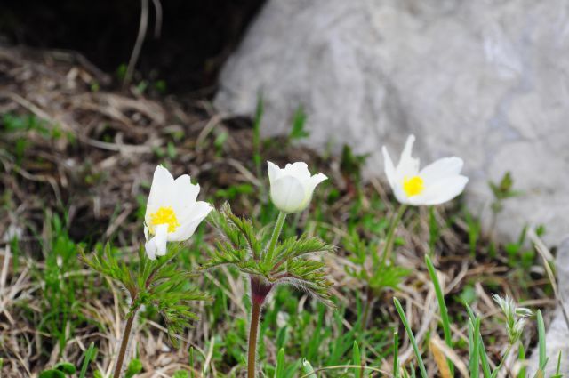 Krnčica  14.6.2014 - foto