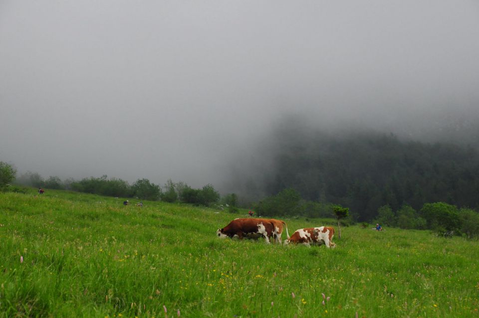 Krnčica  14.6.2014 - foto povečava