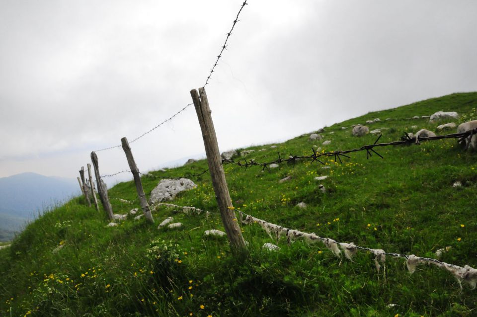 Krnčica  14.6.2014 - foto povečava