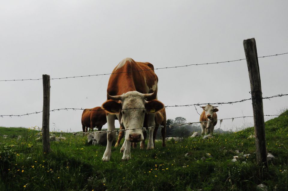 Krnčica  14.6.2014 - foto povečava