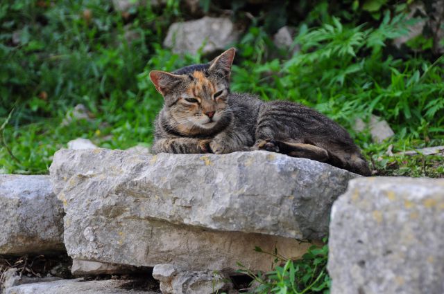 Mali Lošinj 2014 - foto