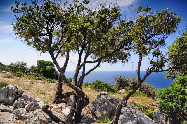 Mali Lošinj 2014 - foto