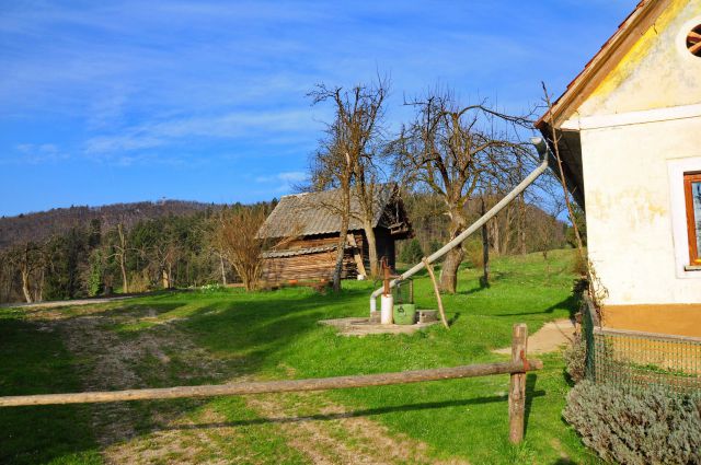 Kure,n vranje peči, zaplana, planina - foto