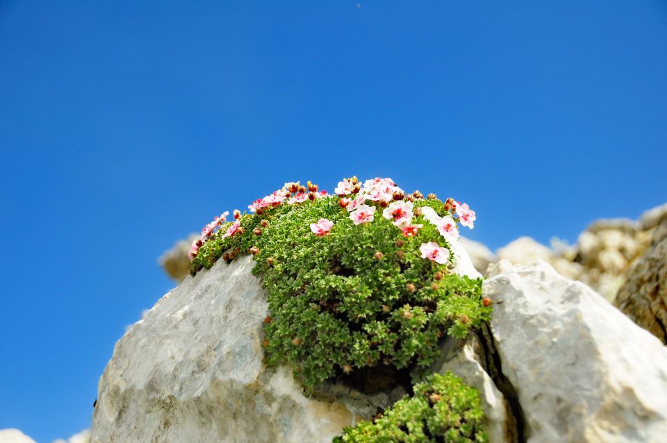 Skutnik - foto povečava