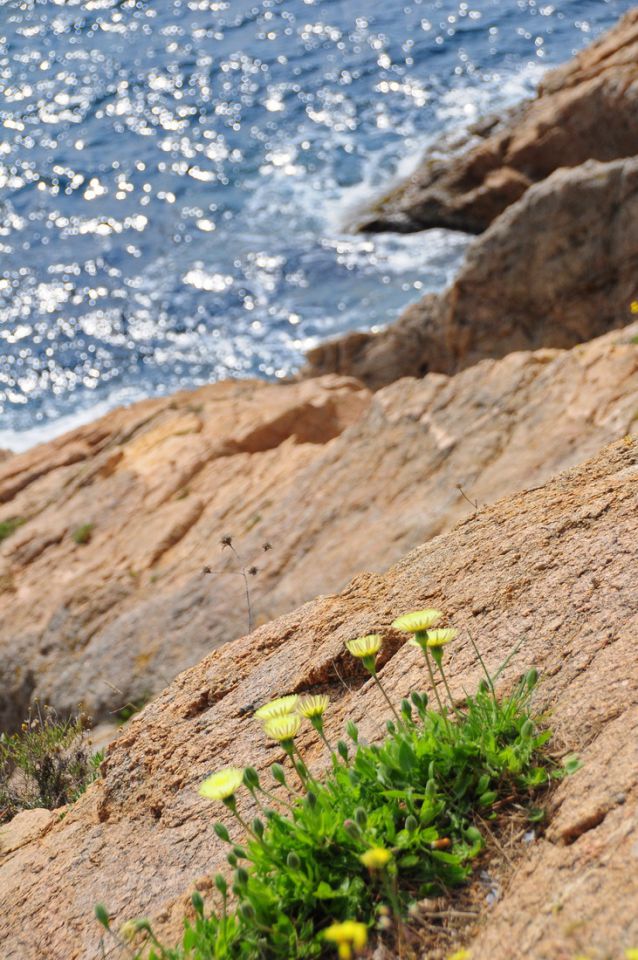 Tossa de mar - foto povečava