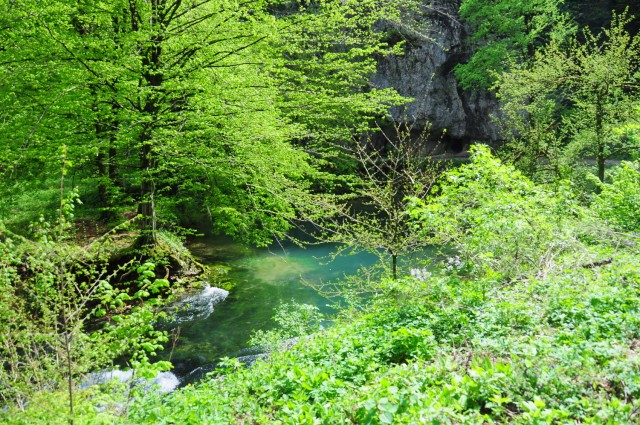 Izvir Ljubljanice, Koren - foto