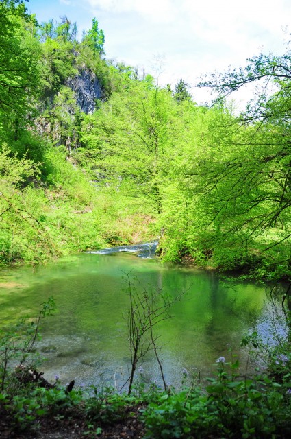 Izvir Ljubljanice, Koren - foto