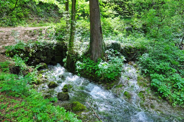Izvir Ljubljanice, Koren - foto