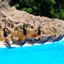 Loro park
