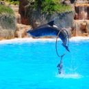 Loro park
