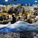 Loro park