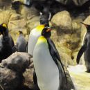 Loro park