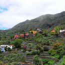 Vasica Masca