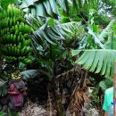 banane