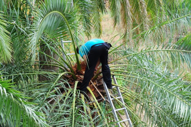 Točenje palmovega soka