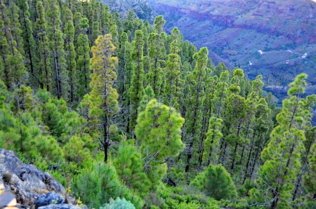 Gozd Kanarskega bora