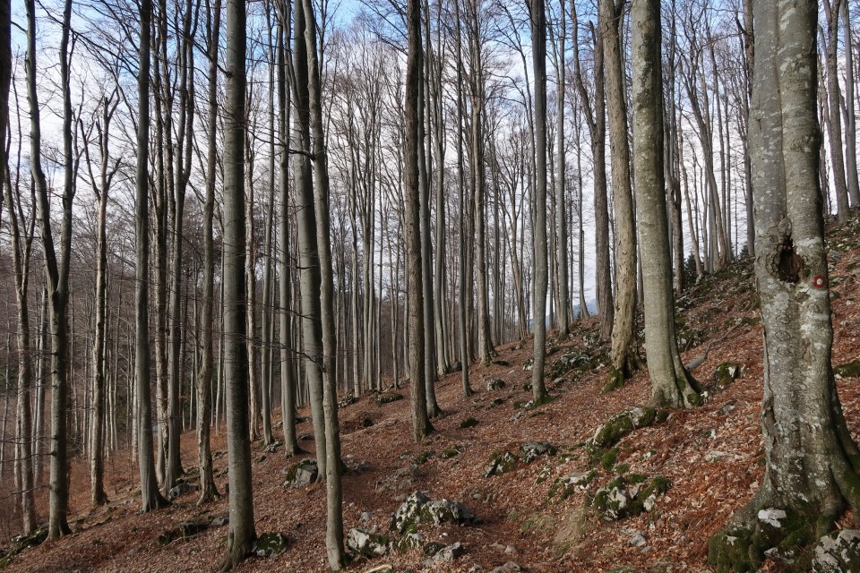 Mali golak 1.1.2019 - foto povečava