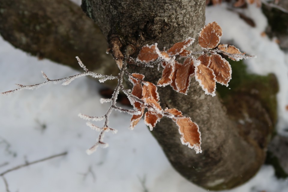 Mali golak 1.1.2019 - foto povečava