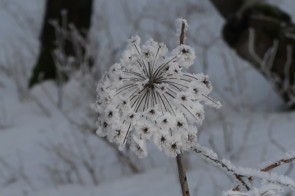 Mali golak 1.1.2019 - foto povečava