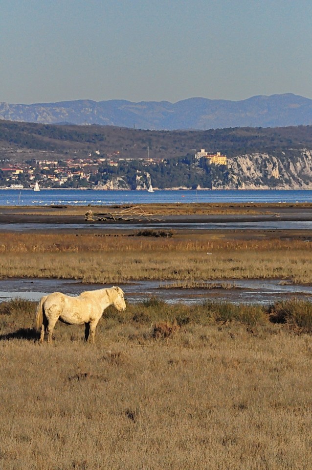 Delta Soče - foto povečava