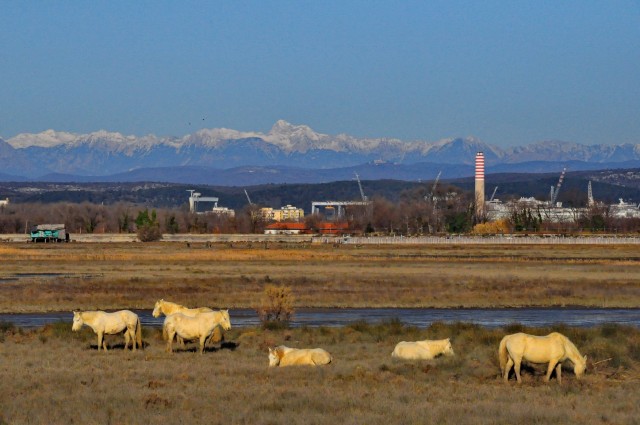 Delta Soče - foto