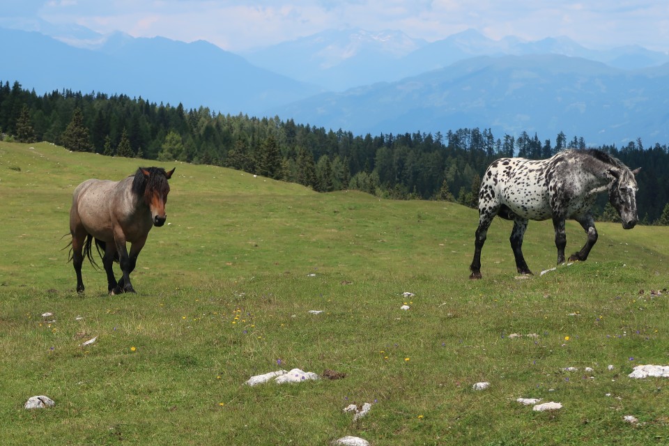 Dobrač Bled - foto povečava