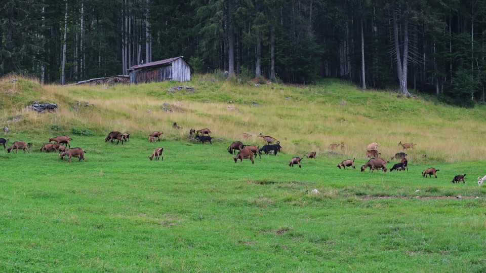 Mangrtska planina, Skala - foto povečava