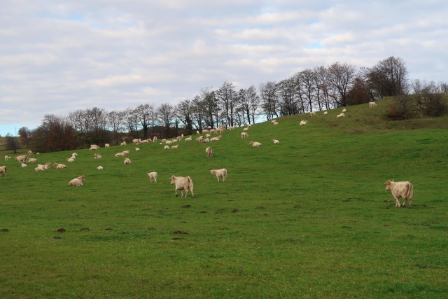 Zgorelc 1 - foto
