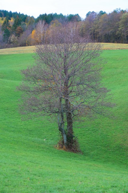 Zgorelc 1 - foto