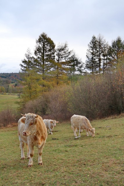 Zgorelc 1 - foto