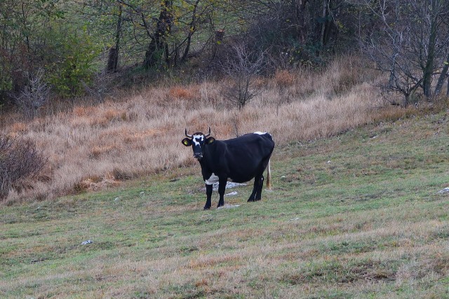 Zgorelc 1 - foto
