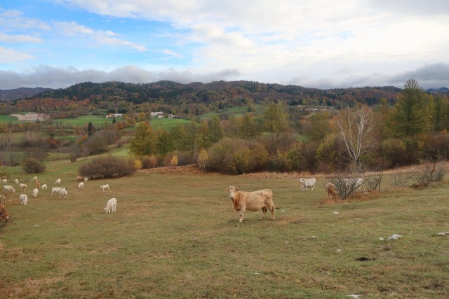 Zgorelc 1 - foto