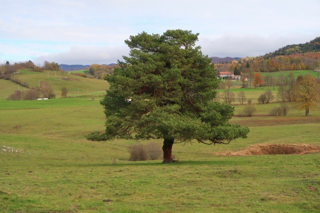 Zgorelc 1 - foto