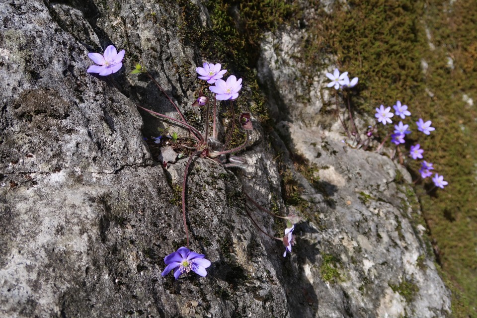 Čaven iz Črnič - foto povečava