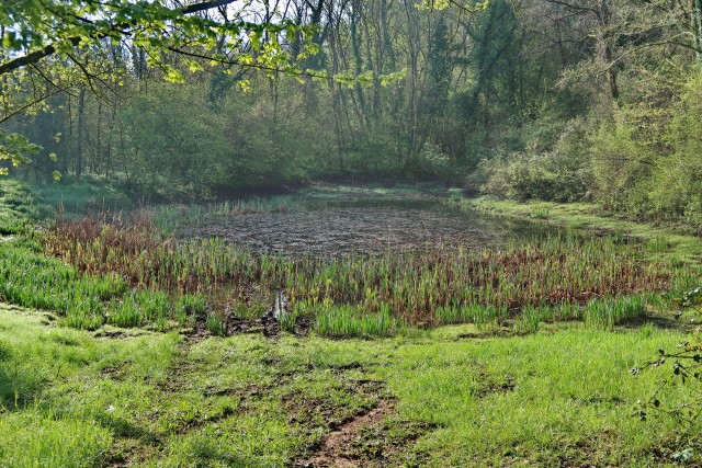 Volnik - foto